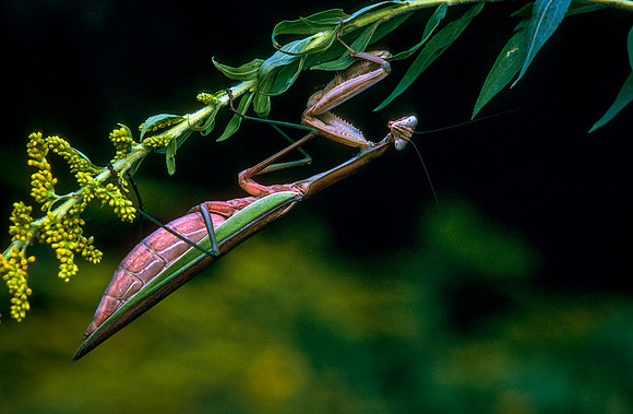 European Mantid on Goldenrod, Ohio