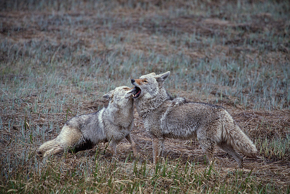 Coyote Pair, Yellowstone National Park