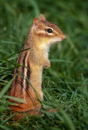 Chipmunk, VT