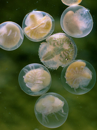 Horseshoe Crab Eggs & Trilobite Larva, Delaware