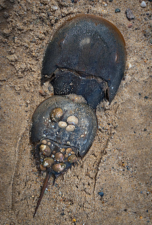 Mating Horseshoe Crabs, Delaware