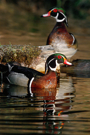 Wood Ducks, Ohio