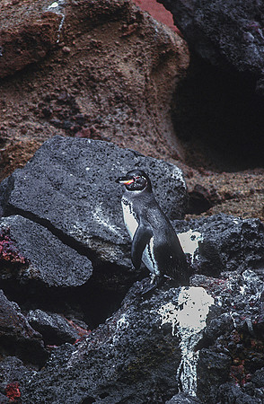 Galapagos Penguin, Galapagos Islands