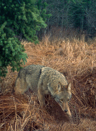 Eastern Coywolf, Vermont