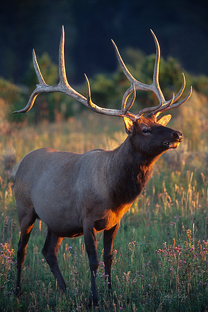 Bull Elk, Yellowstone National Park