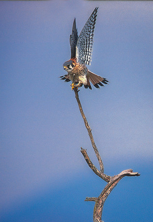 American Kestrel, Vermont
