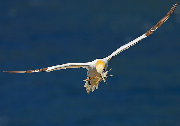 Northern Gannet with Nesting Material, Newfoundland