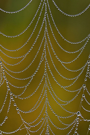 Christmas Tree Web, Vermont