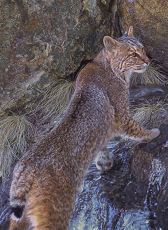 Bobcat, Vermont